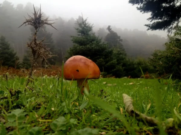 Mushroom among lush green grass with misty trees in the background at Xerovouni.