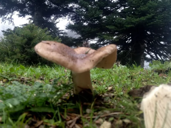 Mushroom growing on lush green grass surrounded by tall trees at Xerovouni, highlighting nature's beauty.