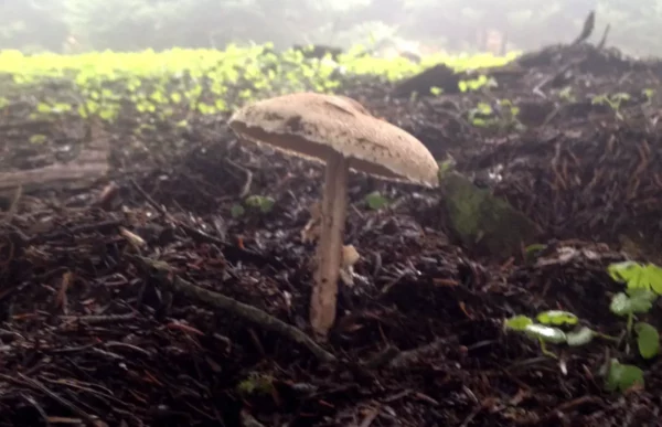 Mushroom growing amidst rich, dark soil and green undergrowth at Xerovouni, surrounded by a misty forest backdrop.