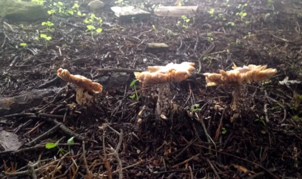 Xerovouni showcases unique mushrooms emerging from the forest floor, surrounded by rich soil and green foliage.