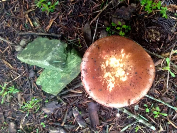 Wild mushrooms and green stones on the forest floor, showcasing earthy tones and natural textures in Xerovouni.