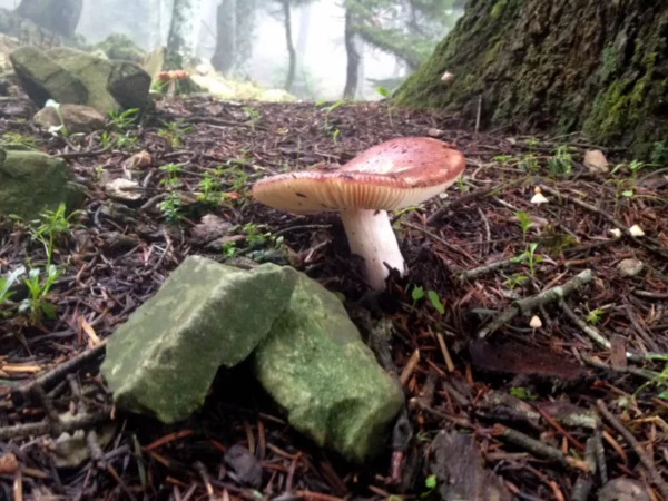 Mushroom growing among rocks and foliage in a misty forest setting at Xerovouni, showcasing rich earthy tones.