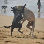 Dogs running on a sandy beach in Zipolite, Oaxaca, Mexico, near the shoreline with people and waves in the background.