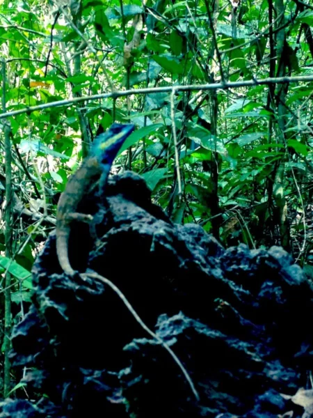 Colorful lizard perched on dark rock amidst lush greenery near Ba Ho Waterfalls, capturing the vibrant wildlife of the area.