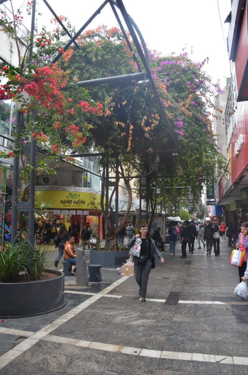 Overhanging bougainvilleas in old town pedestrian street in cordoba, argentina