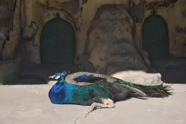 Vibrant peacock displaying hues of blue and green rests on the ground in Córdoba, Argentina, surrounded by stone walls.
