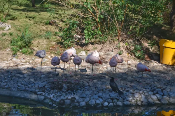 Group of flamingos standing on the shore near water, surrounded by greenery in Córdoba, Argentina.