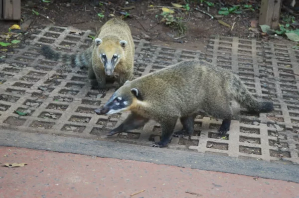 Naughty coatis in iguazu national park in argentina
