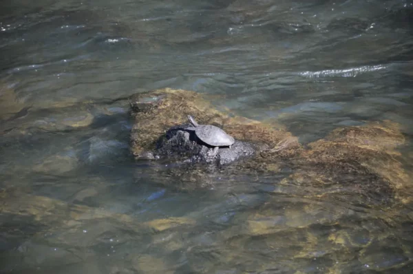 Basking turtle on a small rock