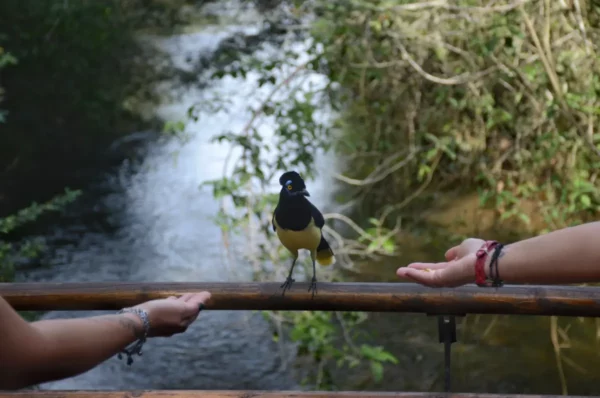 Plush-crested Jay black-and-yellow bird looking between women hands offering food at iguazu falls in argentina