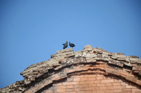 Inspecting vultures sitting on top of crumbling red brick wall