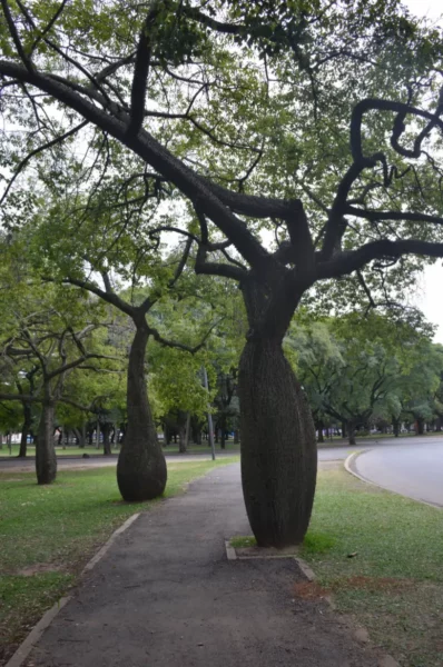Unique trees with bulbous trunks line the walkway in a park in Rosario, Santa Fe, Argentina, under a cloudy sky.