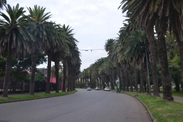 Lush palm trees line the curved road in Rosario, Santa Fe, Argentina, creating a serene and inviting atmosphere.