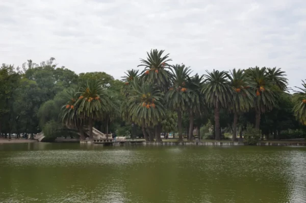 Lush palm trees line the tranquil waters of a pond in Rosario, Santa Fe, Argentina, under a cloudy sky.