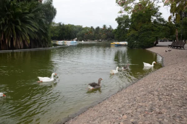 Ducks swim peacefully in the green waters of a pond surrounded by lush trees in Rosario, Santa Fe, Argentina.