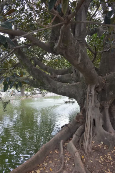 Mature tree with sprawling roots beside a tranquil water body in Rosario, Santa Fe, Argentina.
