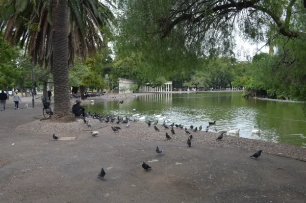 Green park landscape with a pond, palm trees, and scattered pigeons in Rosario, Santa Fe, Argentina.