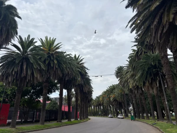 Lush palm trees line a winding road under a cloudy sky in Rosario, Santa Fe, Argentina, creating a serene atmosphere.