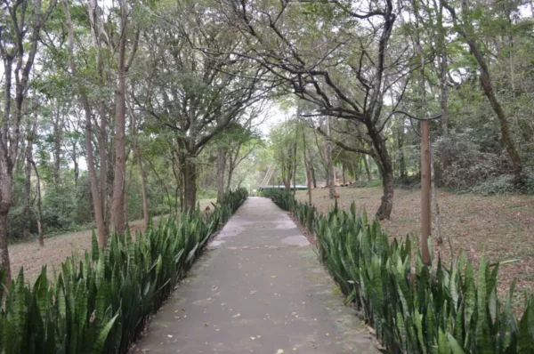 Lush greenery lines the pathway at Saltos del Monday Falls, Paraguay, leading through a tranquil forest setting.