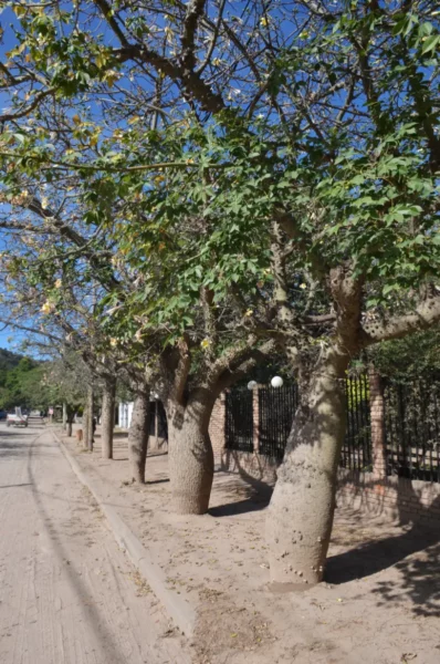 Palos borrachos lining a roadside in the village of san marcos sierras in argentina