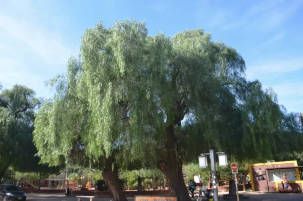 Schinus molle tree in san marcos sierras, argentina