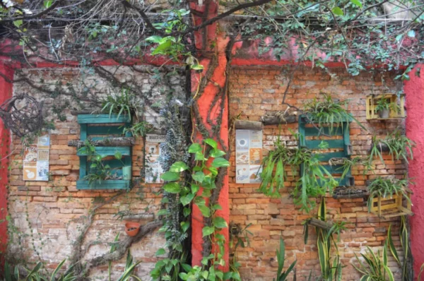 Vibrant green plants climb a textured red and brick wall adorned with rustic blue shutters in Villarica, Paraguay.