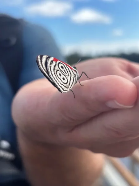 An 88 butterfly (Diaethria anna, or Anna’s eighty-eight) landed on a human hand