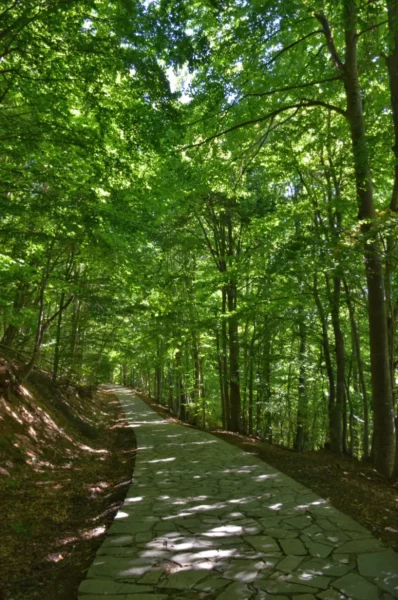 Lush green trees line a stone path at the Arcturos Bear Conservation Area in Florina, Greece, creating a tranquil nature scene.