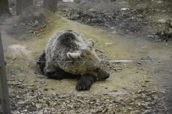 A sleeping bear rests on the ground covered in leaves at the Arcturos Bear Conservation Area in Florina, Greece.
