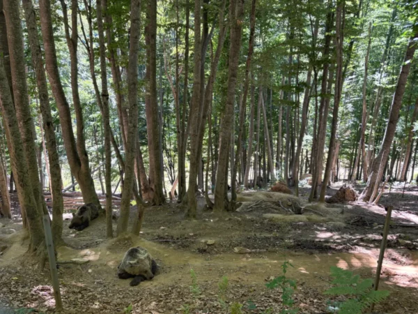 Bears lounging among trees in the Arcturos Bear Conservation Area, a natural forest setting in Florina, Greece.
