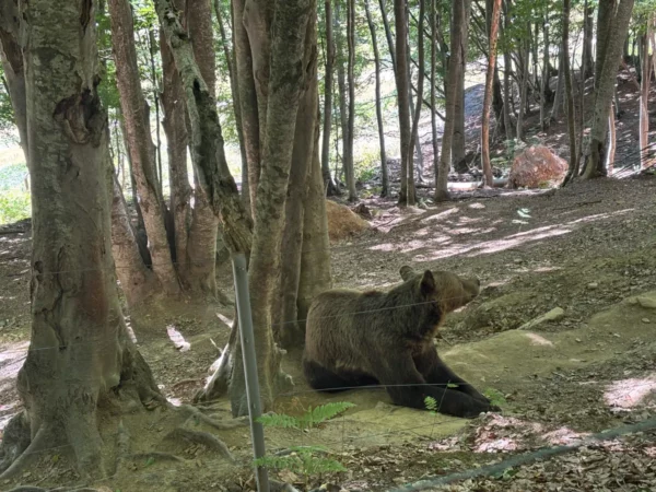 Brown bear resting on the forest floor inside the Arcturos Bear Sanctuary near Nymfaio, Florina, surrounded by beech trees within a fenced conservation enclosure.