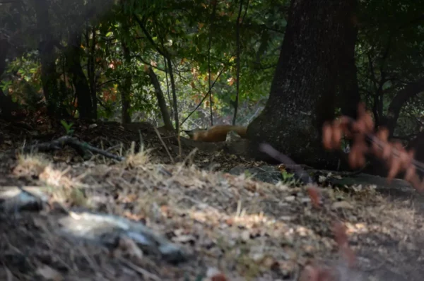 Eurasian lynx resting on the forest floor inside the Arcturos Wolf and Lynx Conservation Area near Nymfaio, Florina, partially hidden among trees and undergrowth.