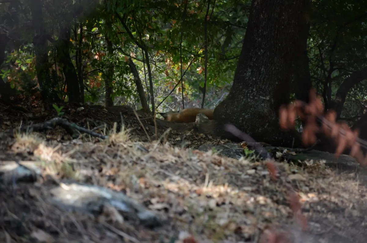 Photos: Arcturos Wolf & Lynx Conservation Area, Florina, Greece (2025)