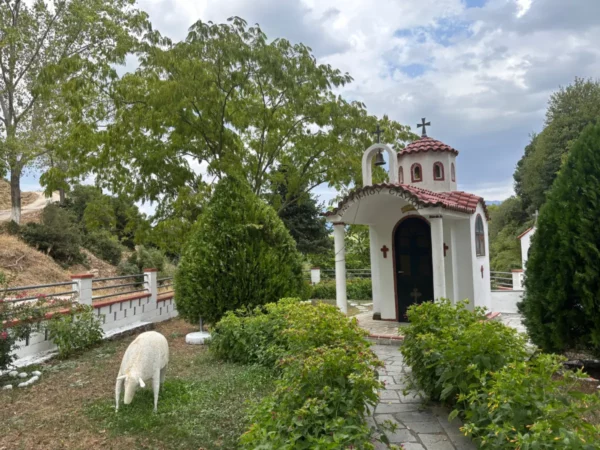 Small white chapel with red-tiled dome in Elliniko, Tzoumerka, Greece, set in a garden with a sheep grazing nearby