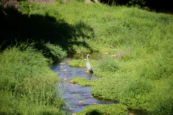 Graceful heron wading through a lush, green stream in Florina, Greece, surrounded by vibrant foliage and shimmering water.