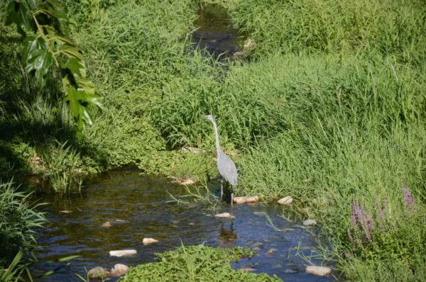 Gray heron stands amidst lush green grass by a serene stream in Florina, Greece, highlighting the area's natural beauty.