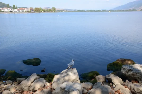 Seagull perched on rocks by the calm waters of Lake Pamvotida, with Ioannina's tranquil landscape in the background.