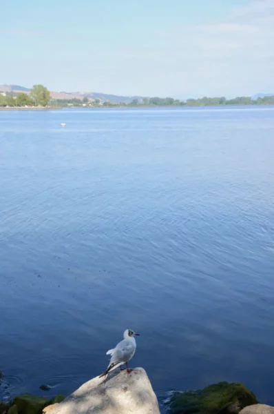 Seagull perched on a rock by the tranquil waters of Lake Pamvotida, with clear blue skies in Ioannina, Greece.