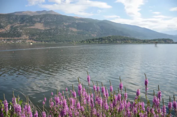 a serene view of pink flowers on the shore of lake pamvotida in ioannina