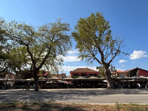 Vibrant street scene in Ioannina, Greece, featuring leafy trees and bustling outdoor cafés under a bright blue sky.