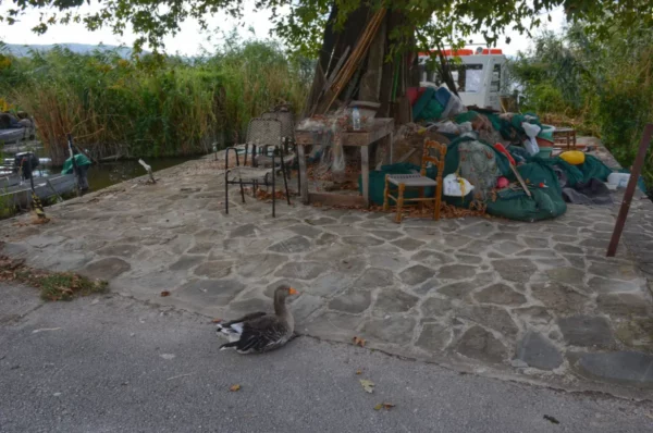 A tranquil scene in Ioannina, Greece, featuring a lone goose on a stone path near chairs and greenery, conveying rustic charm.