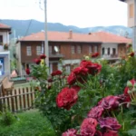 Red roses in a village garden in Metsovo, with traditional houses and the Pindus mountains in the background.