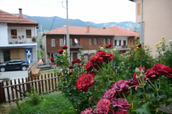 Red roses in a village garden in Metsovo, with traditional houses and the Pindus mountains in the background.