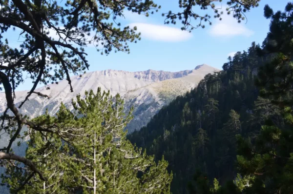 Mount Olympus rises majestically against a clear blue sky, framed by lush green trees in Pieria, Greece.