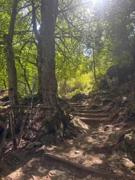 Lush greenery surrounds a sunlit path leading up Mount Olympus, showcasing a scenic hiking trail in Pieria, Greece.