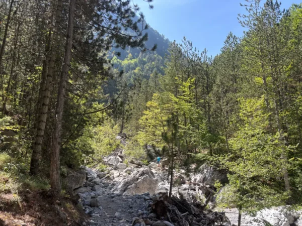 Lush greenery and towering trees line the rocky landscape at Mount Olympus, Pieria, Greece, under a clear blue sky.