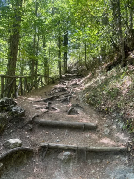 Forest trail on Mount Olympus with exposed tree roots and wooden steps climbing through dense beech and fir woodland.