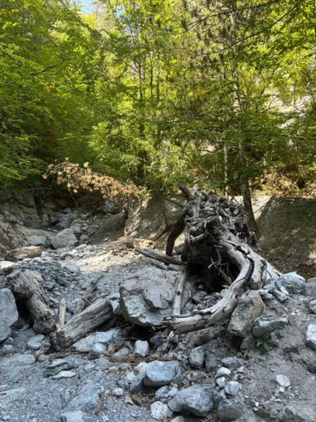 Twisted tree roots and stones create a striking contrast against the vibrant greenery near Mount Olympus, Pieria, Greece.