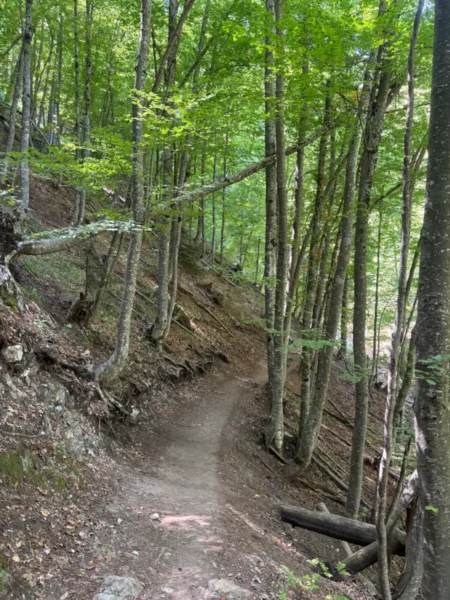 A winding trail through lush green forest near Mount Olympus in Pieria, Greece, showcasing vibrant foliage and natural beauty.