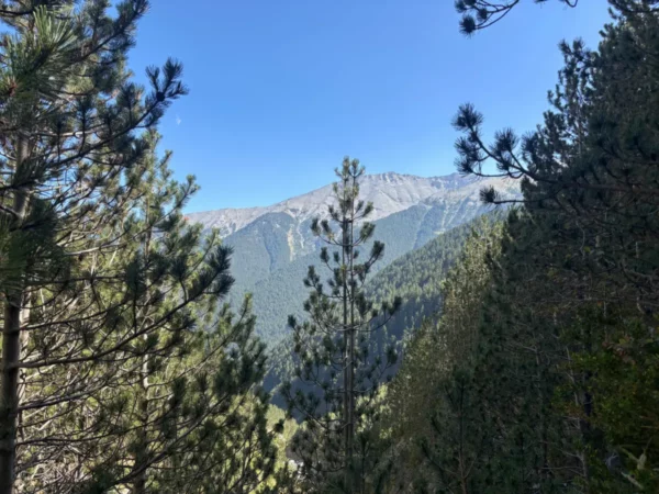 Mount Olympus rises majestically in the background, framed by lush pine trees in Pieria, Greece. Clear skies add to the scenic view.